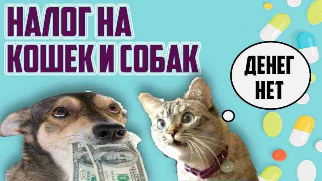 В России введут налог на домашних животных, как рассчитать, правда или фейк 