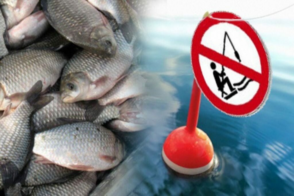 Закон о рыбалке в 2019 году: какую рыбу можно ловить и когда, запреты, список разрешённой рыбы для ловли в 2019 году