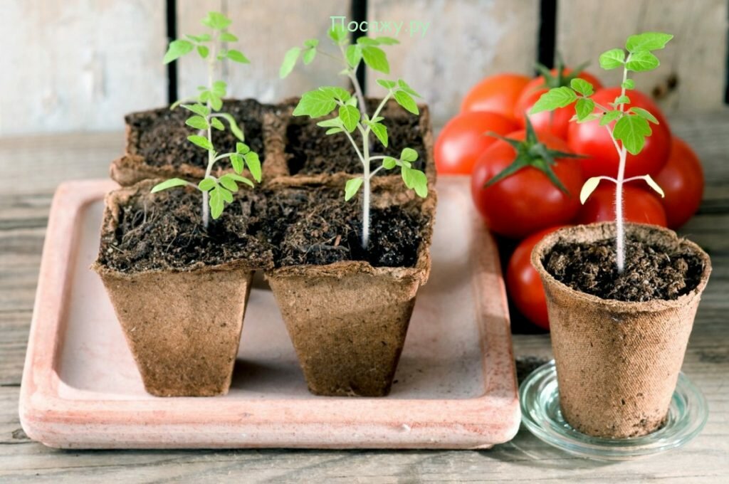 Как правильно прорастить семена помидоров на рассаду в 2019 году дома" 