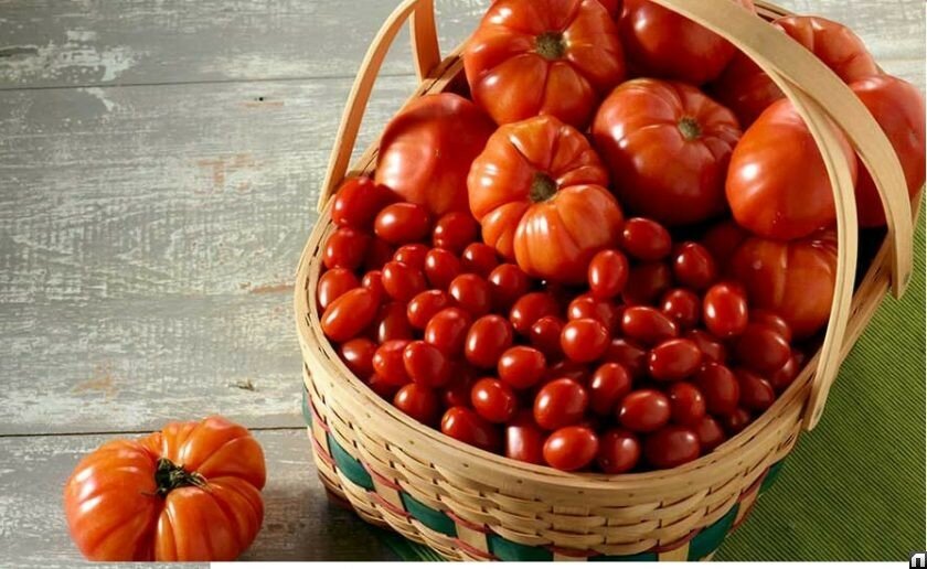 Как правильно прорастить семена помидоров на рассаду в 2019 году дома" 