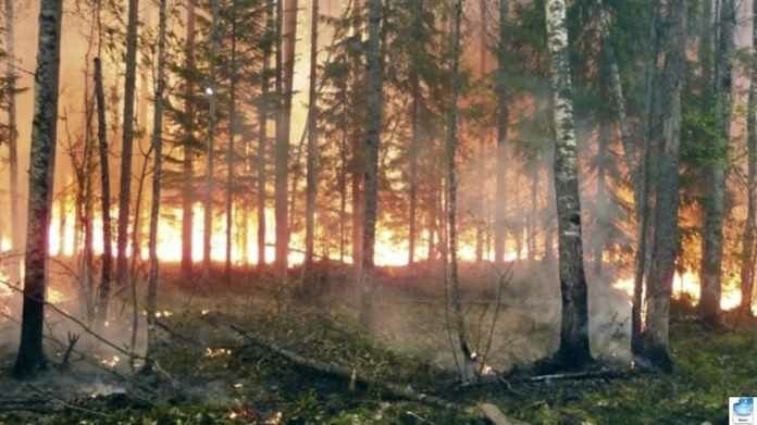 В регионах России горят 10 тысяч гектаров леса