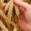 Прогноз урожая зерновых на 2020 год в России